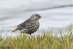 Plumbeous Sierra Finch